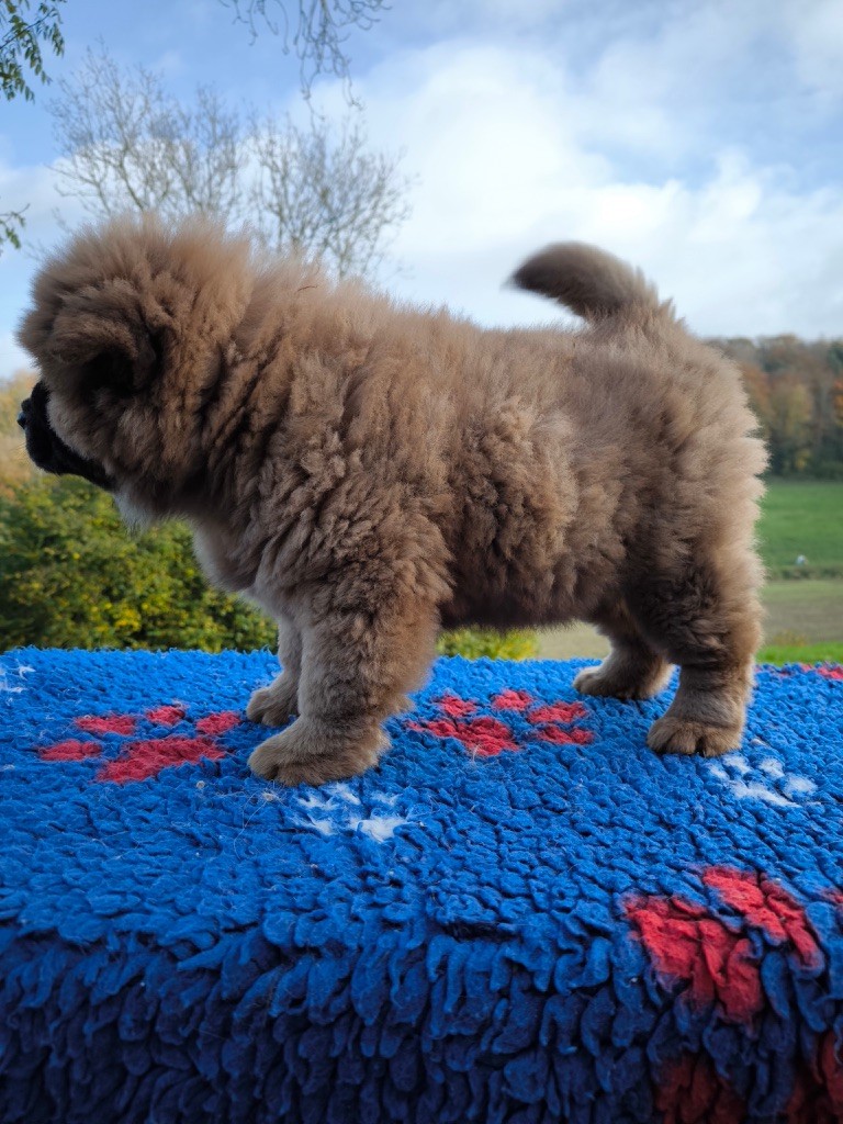 des gardiens de la Hem - Chiot disponible  - Chow Chow