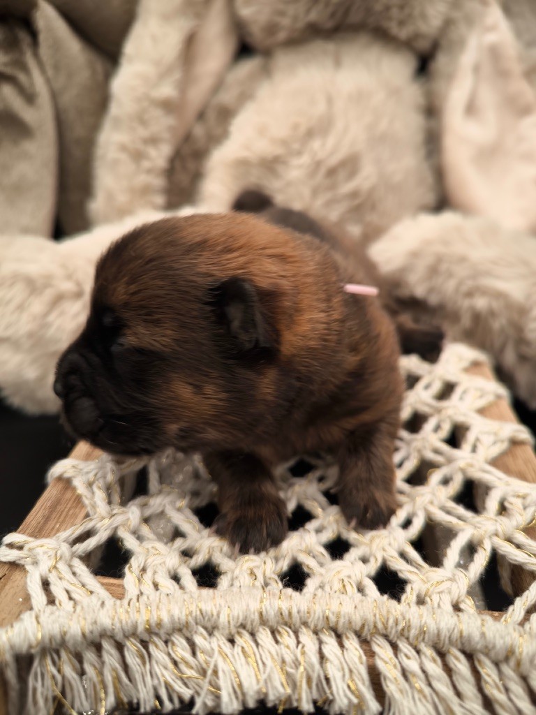 des gardiens de la Hem - Chiot disponible  - Chow Chow