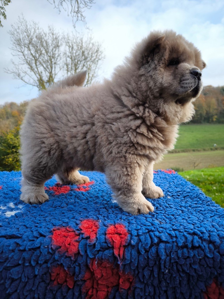 des gardiens de la Hem - Chiot disponible  - Chow Chow