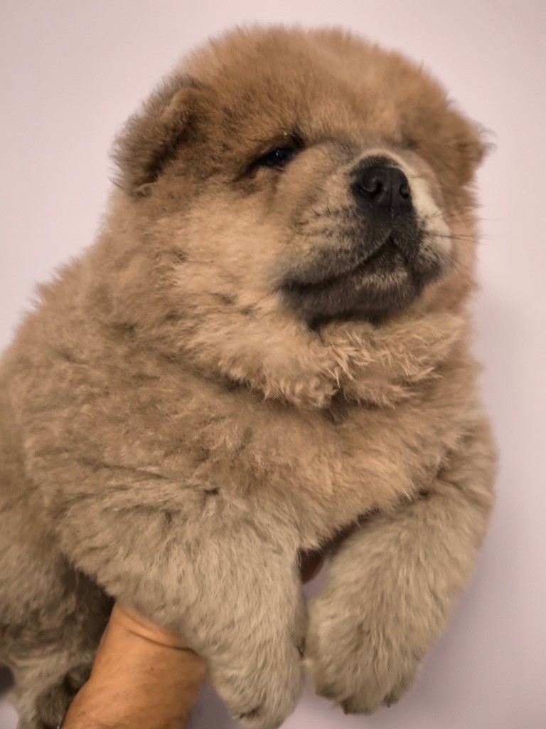 chiot Chow Chow des gardiens de la Hem