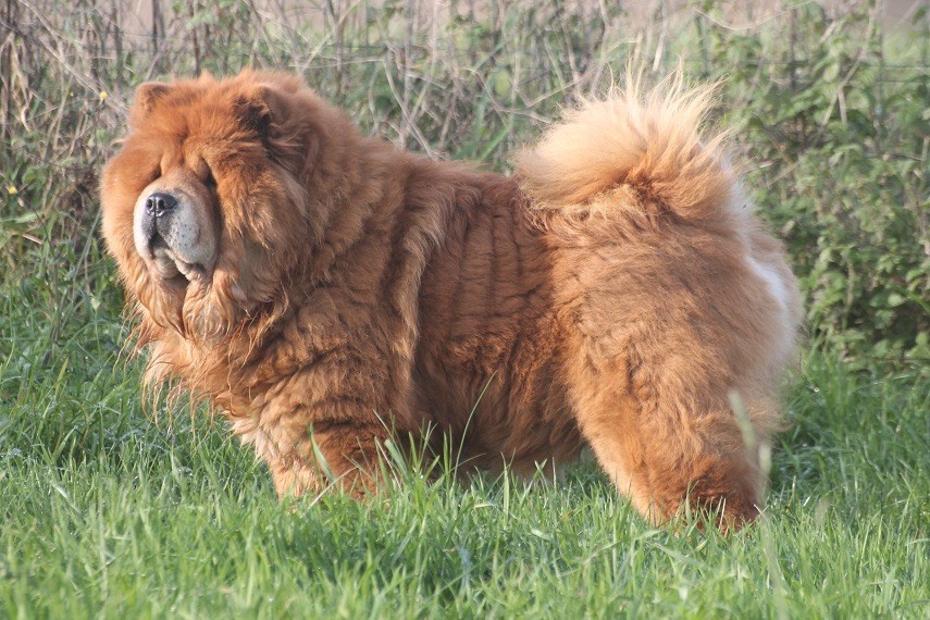 Jumanji du domaine de l'étang de la Rhode